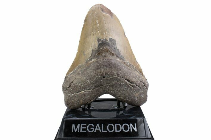 Huge, Fossil Megalodon Tooth - North Carolina #381346